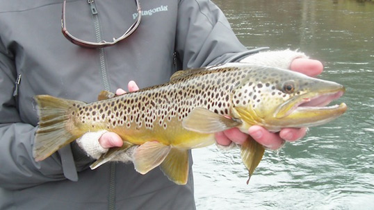 Josh Pfeiffer holding a nice Brown Trout